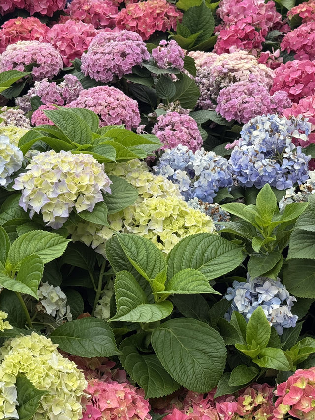 屯門黃金海岸繡球花節｜浪漫花海的夢幻之旅