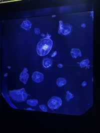 《沖繩親子必訪》美麗海水族館：與鯨鯊共遊、觀賞夢幻海豚秀！