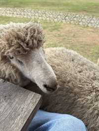 ฟาร์มในฝันที่มีมากกว่าความสวย…🌾🐑