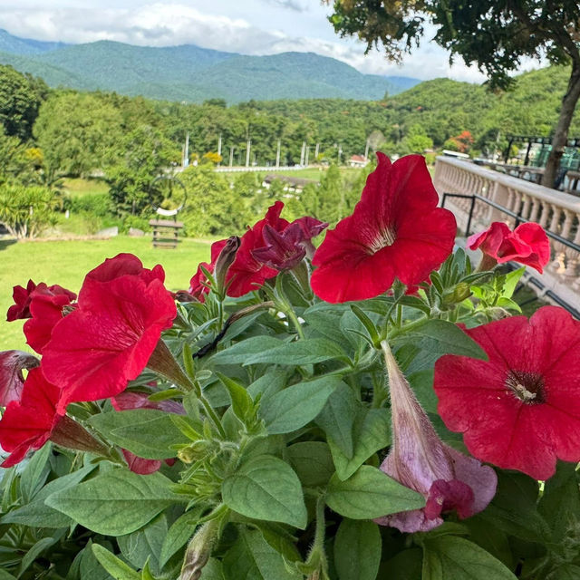 Oliva View De’café