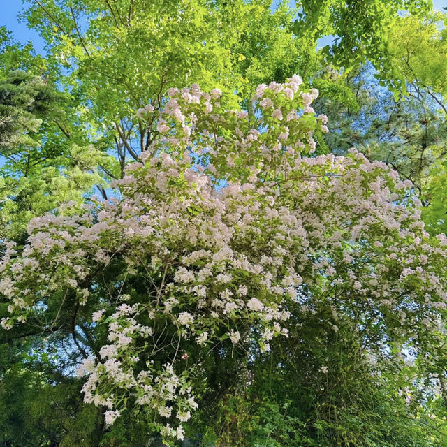 Xihai Wetland Park’s Hedgehog Flowers Are Absolutely Stunning!