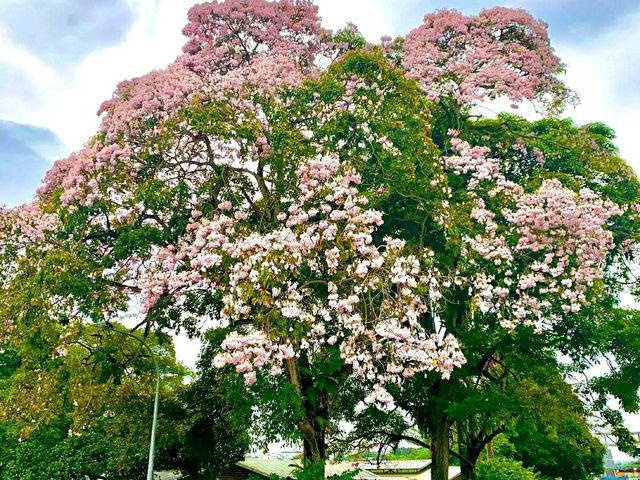 Singapore Gardens – Urban Oasis of Beauty and Innovation