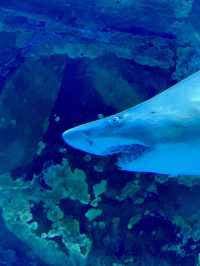 Dive into Wonder: A Day at Lotte World Aquarium