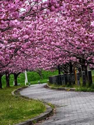 Tsuruokaseibu Park