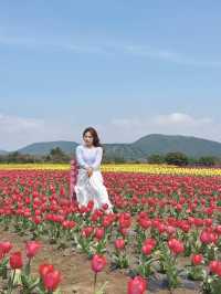 🇰🇷濟州春季限定🌷鬱金香花海