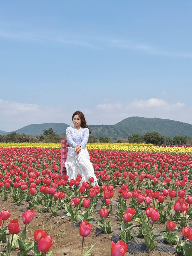 🇰🇷濟州春季限定🌷鬱金香花海