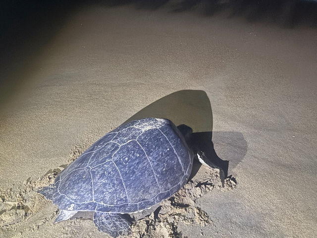 🐢 2D1N Cherating Kuantan Sea Turtle Watching｜Easy Travel Guide ✨