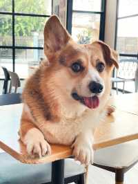 คาเฟ่น้องหมา พัทยา ฟินมากกก! 🐶