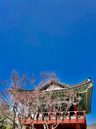 Visit Naganeupseong in Suncheon this blooming spring!