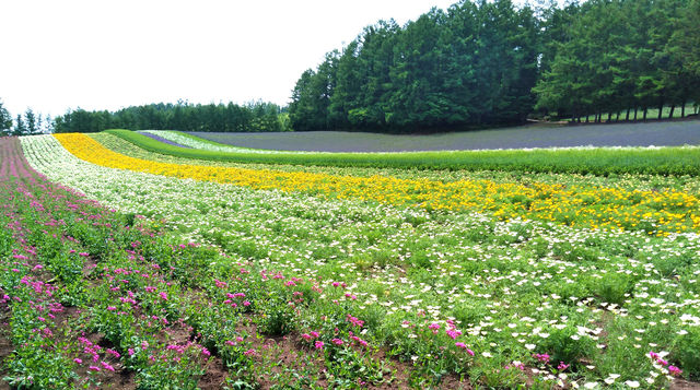 一面のラベンダー畑　夏の北海道の「ファーム富田」