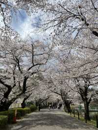 🌸【初見即傾心】大宮公園櫻花滿開的那一刻，我與春天撞了個滿懷!