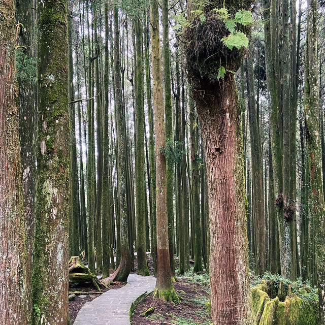🌿阿里山姊妹潭｜靜謐如詩的山林秘境