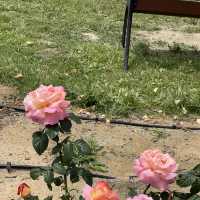 Flower Hill - Uminokamichi Seaside Park 