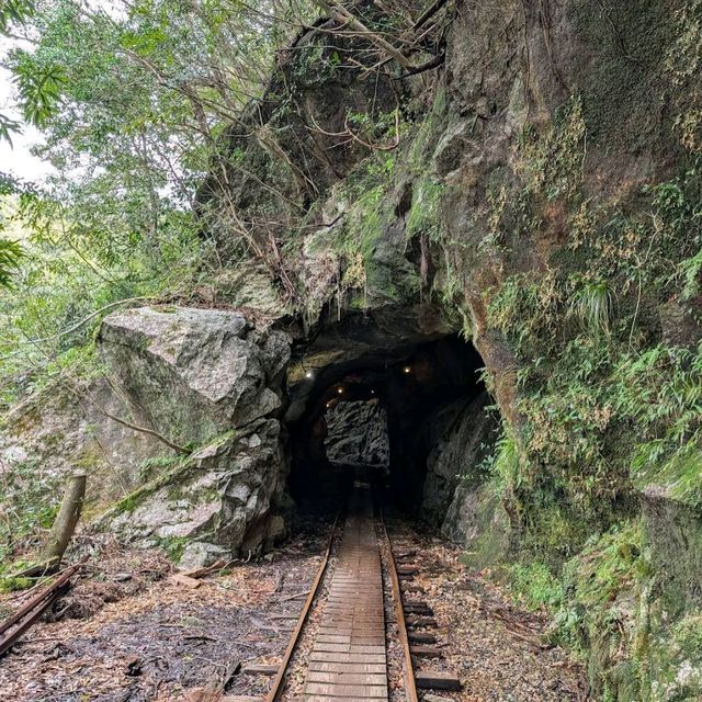 Yakushima Forest Trails (屋久島) – Kagoshima