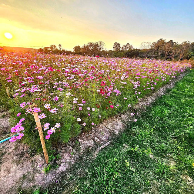 花の楽園でひとやすみ🌼ウドンターニーの癒しスポット、バンク・ベンジャマート公園へ！ #ウドンターニー #タイ旅行 #バ