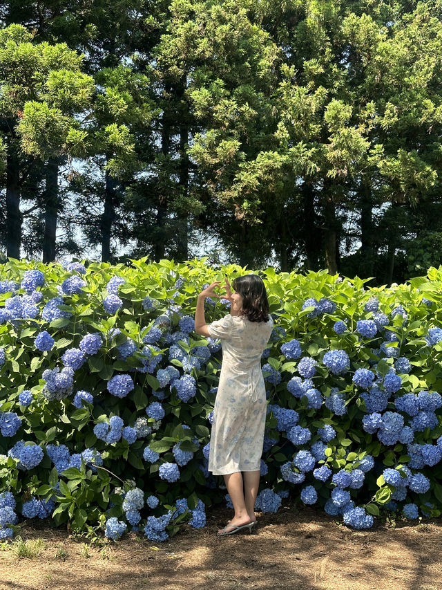 서귀포에서 인생사진 건져볼래?