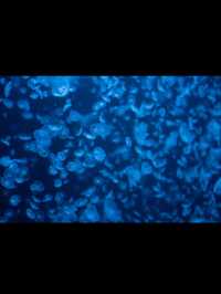 🎯【山形・加茂水族館（クラゲドリーム館）】クラゲに癒される、不思議な青の世界 💙 