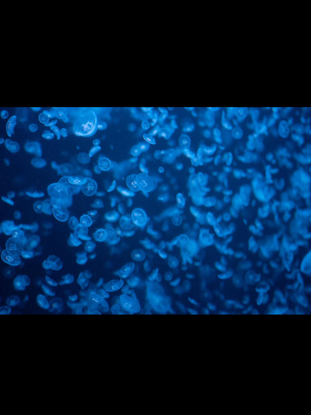 🎯【山形・加茂水族館（クラゲドリーム館）】クラゲに癒される、不思議な青の世界 💙 
