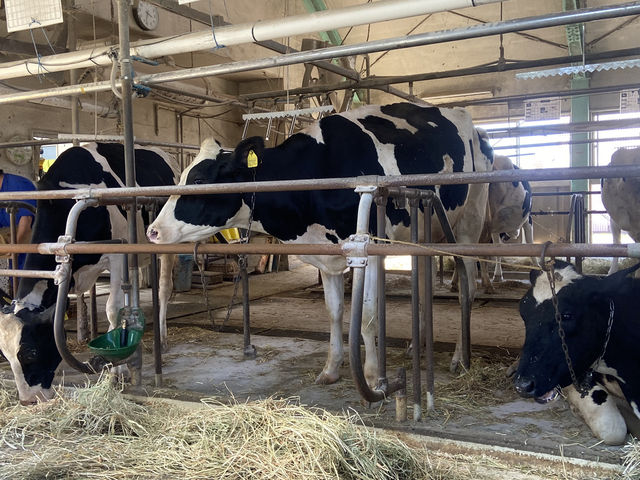 【牧場】千葉ドライブならやっぱここでしょ🐄🐏🪿