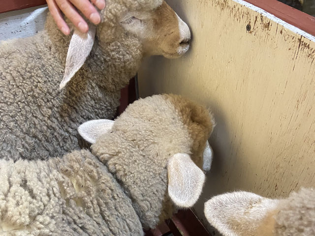【牧場】千葉ドライブならやっぱここでしょ🐄🐏🪿