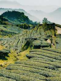 🌿🍵 Shizhuo (Shizhao), Zhuqi Township: A Summer Retreat in Taiwan’s Tea Paradise