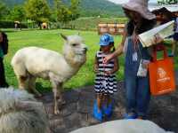 Alpaca Hill อ. สวนผึ้ง จ. ราชบุรี