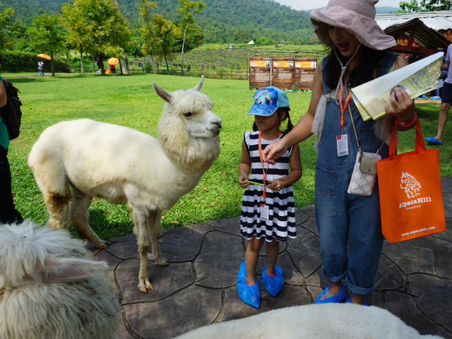 Alpaca Hill อ. สวนผึ้ง จ. ราชบุรี