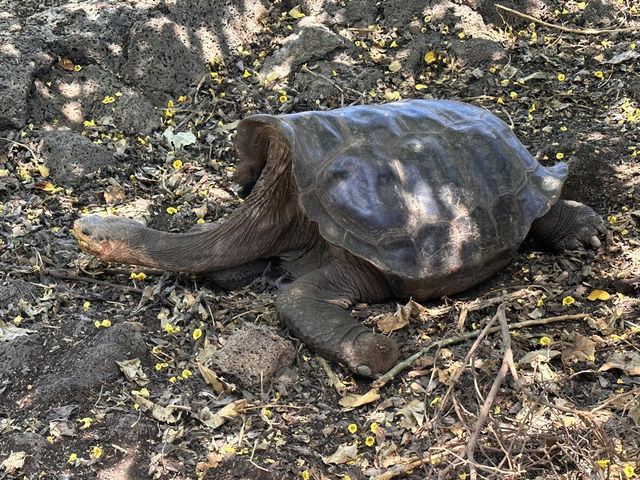 【チャールズ・ダーウィン研究所｜進化の宝庫＆ガラパゴス保全の最前線🐢】