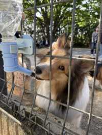 【群馬🐴】世界の名犬牧場で触れ合い放題🐶💕