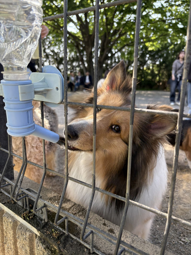 【群馬🐴】世界の名犬牧場で触れ合い放題🐶💕