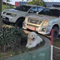 จุดชมวิวกังหันลมภูเก็ต