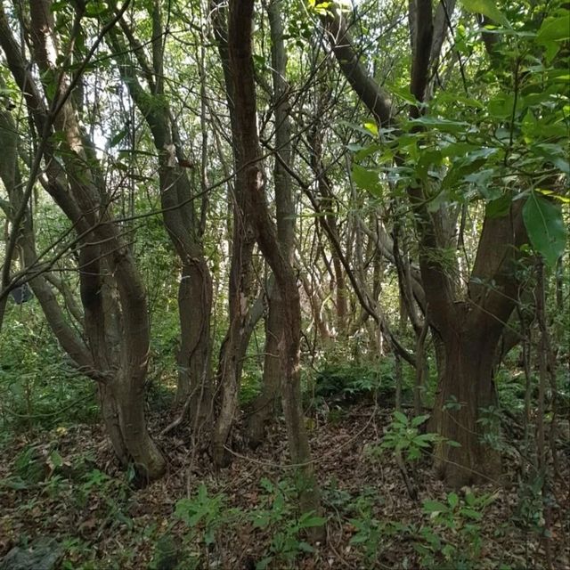 Nature Escape Vibes at Jeju Gotjawal Provincial Park