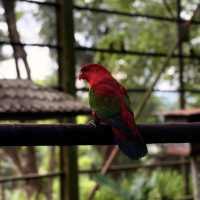Colorful Birds, but Not Worth the Price – Be Careful with Kids!