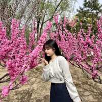 🌸꽃 피는 베이징의 봄, 공원에서 느낀 조용한 힐링🌿