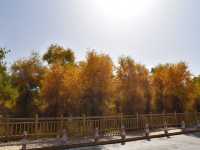 新疆-塔里木胡楊林公園（休閒農場）