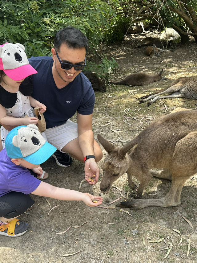 Adelaide Zoo – A Family-Friendly Wildlife Adventure in South Australia 🇦🇺🐼