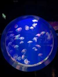 ท่องโลกใต้ท้องทะเลไปกับ Aquaria Phuket