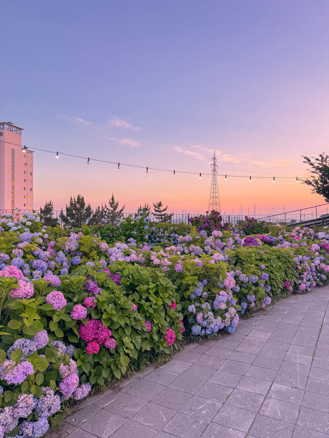 여름하면 역시 수국! 장생포 수국축제💜