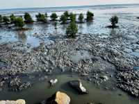 Tua Pek Kong Temple & Mangrove Walk – A Scenic Surprise in Setiawan