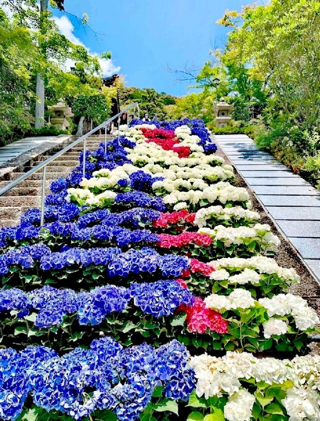 三室戶寺賞繡球花