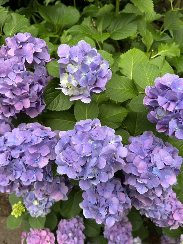สวนอุเอโนะ (Ueno Park)