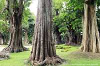 สวนช้างทองเฮอริเทจ สวนไม้โยราณเชียงใหม่