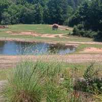 North Carolina Zoo – Asheboro