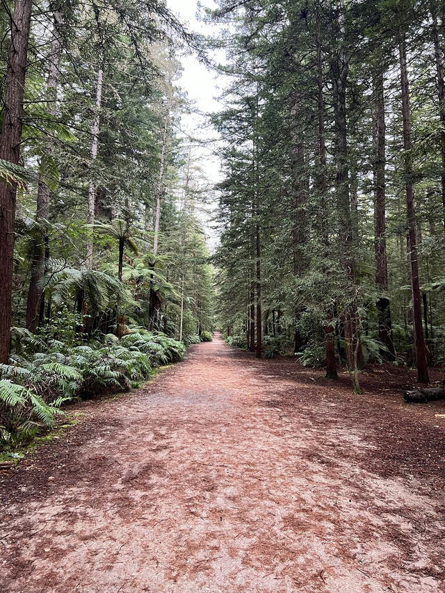 🏞 Rotorua Redwoods（Whakarewarewa Forest）｜高聳紅木林中的自然穿梭