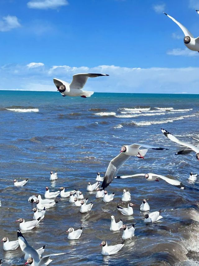Where Sky Meets Water: A Journey to Qinghai Lake