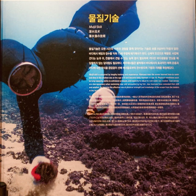 Haenyeo Museum: Dive into the Legacy of Jeju’s Fearless Sea Women"** 🌊🤿