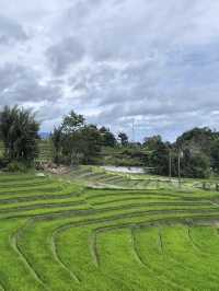 🌾 Medan’s Rice Terraces Are Nature’s Quiet Masterpiece