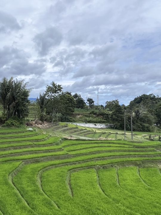 🌾 Medan’s Rice Terraces Are Nature’s Quiet Masterpiece