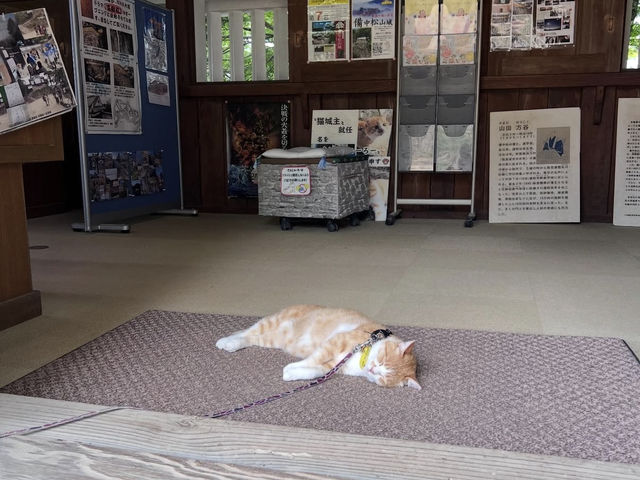 🏯【備中松山城】雲海に浮かぶ天空の城で絶景と歴史に出会う旅