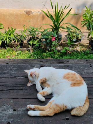 Sleepy Cat at Lawang Sewu